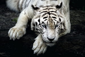 big, Cats, Tigers, White, Glance, Snout, Paws, Animals
