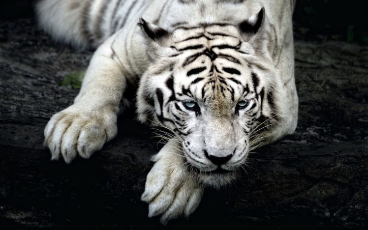 big, Cats, Tigers, White, Glance, Snout, Paws, Animals HD Wallpaper Desktop Background