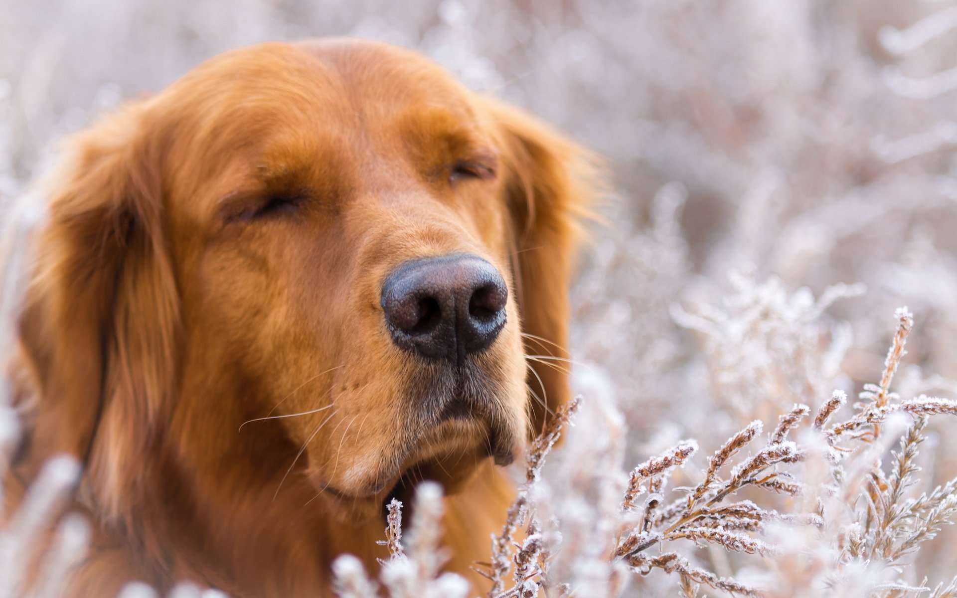 dogs, Golden, Retriever, Retriever, Snout, Animals Wallpaper