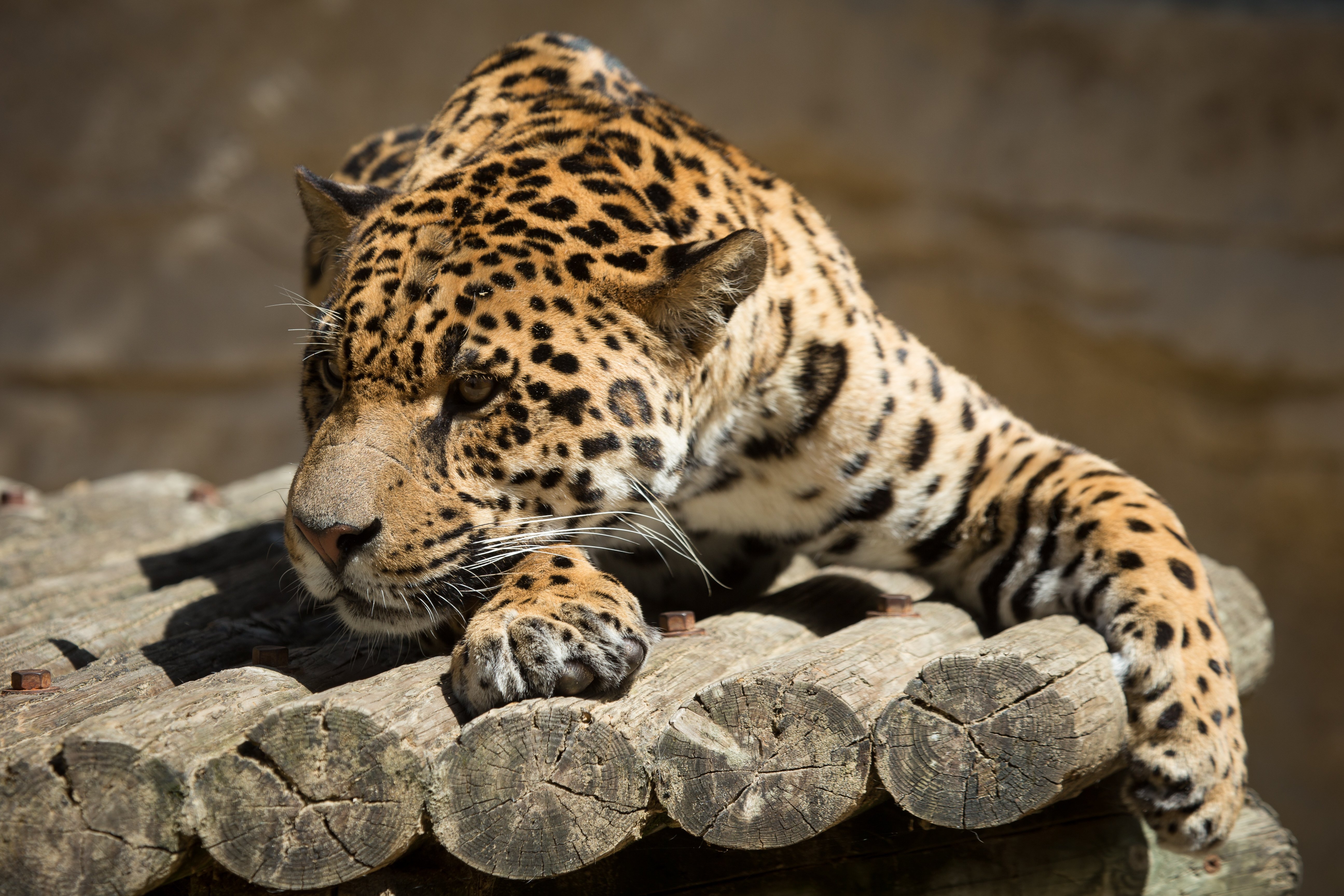 big, Cats, Jaguar Wallpaper