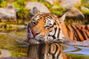 tiger, Water, Pattern, Stripes