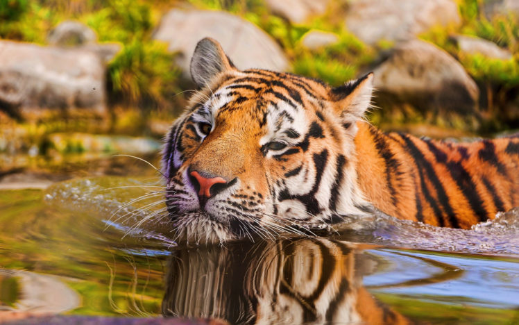 tiger, Water, Pattern, Stripes HD Wallpaper Desktop Background
