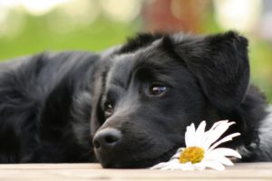 black, Beautiful, Dog