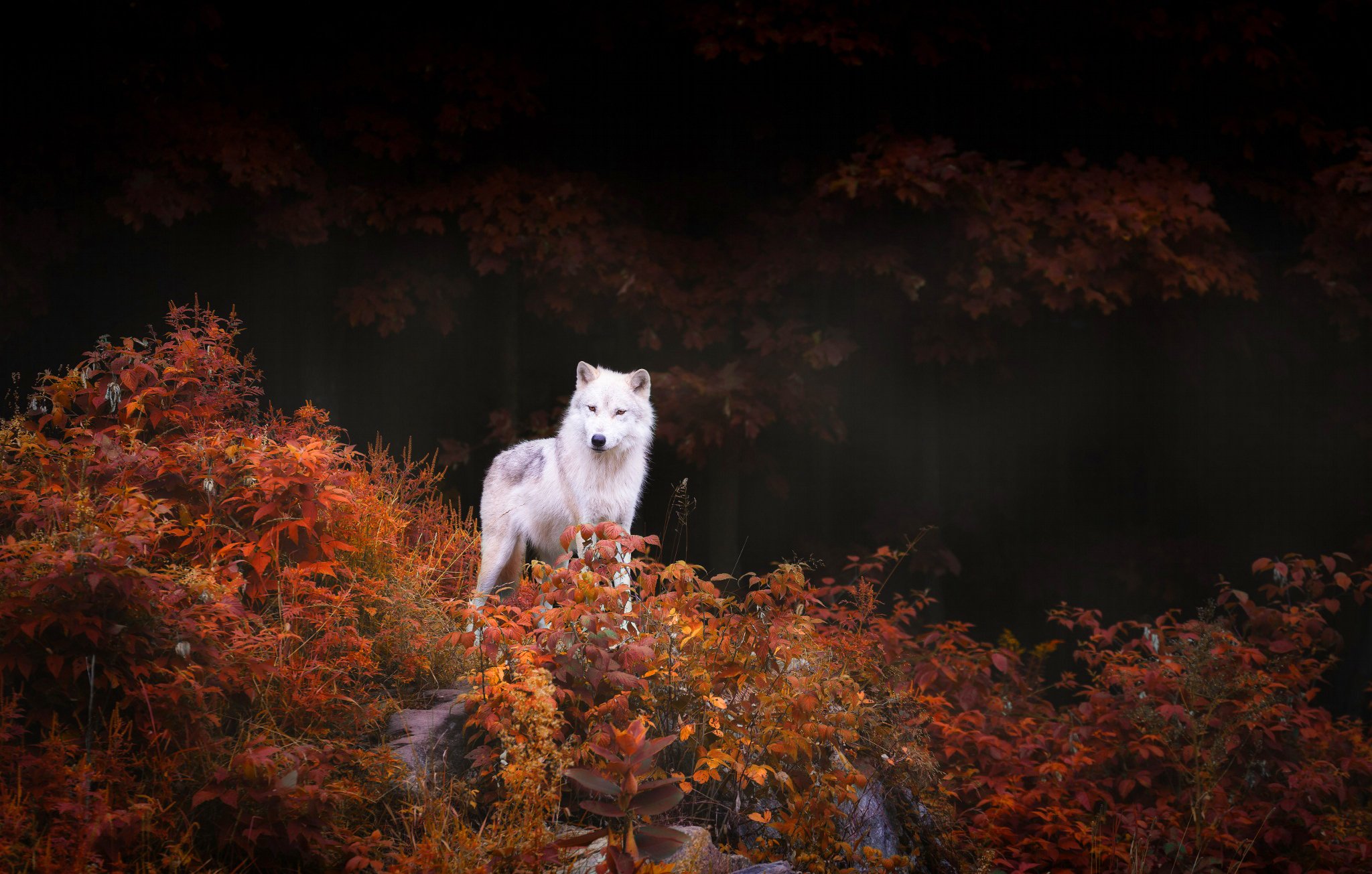 wolf, Trees, Shrubs, Foliage, Autumn, Forest, Nature Wallpaper
