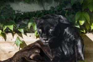 black, Jaguar, Cat, Eyes, Panther, Sun, Tambako, The, Jaguar