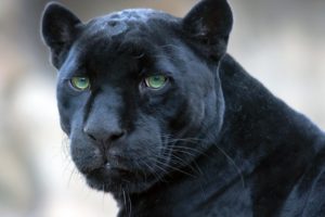 jaguar, Black, Panther