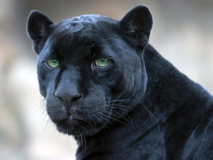 jaguar, Black, Panther HD Wallpaper Desktop Background