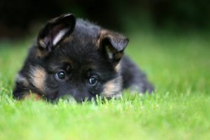 german, Shepherd, Puppy, Pet