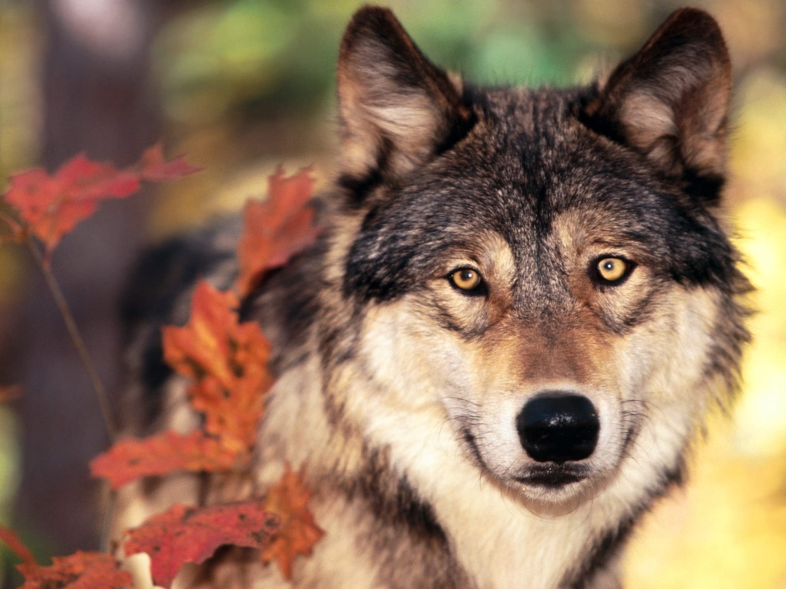 wolf, Autumn, Leaves Wallpaper