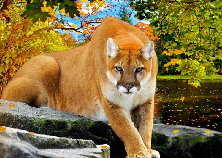 puma, Cat, Animal, Autumn, River HD Wallpaper Desktop Background