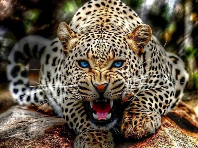 leopard, Wild, Cat, Hunter HD Wallpaper Desktop Background