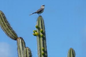 curacao, Cactus, Bir