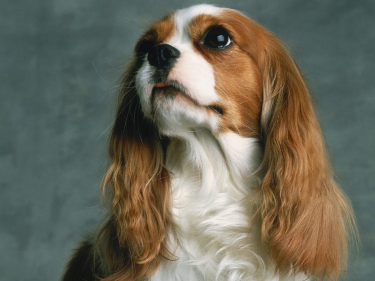 dog, Animal, Cute, Frendly, Dogs, Pet HD Wallpaper Desktop Background