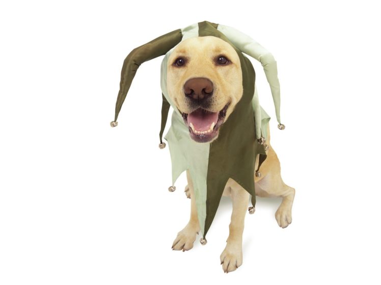 dog, Animal, Cute, Frendly, Dogs, Pet HD Wallpaper Desktop Background