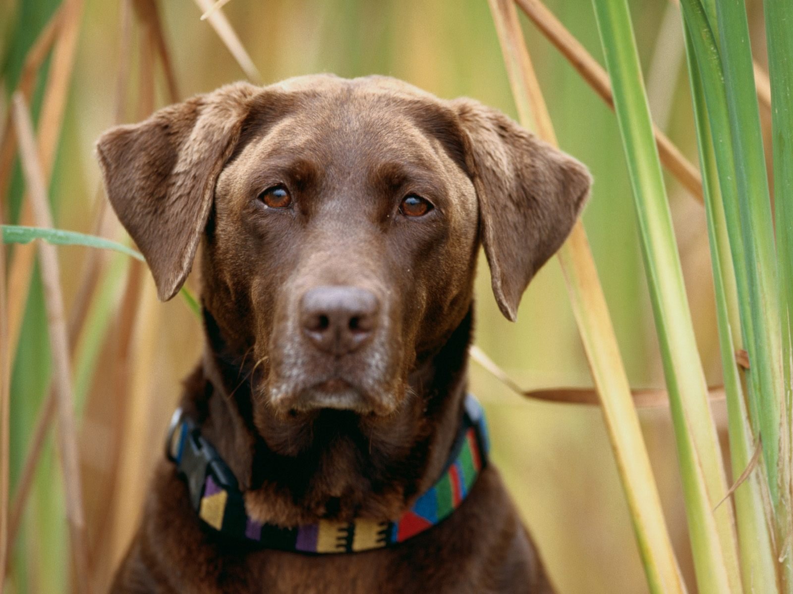 dog, Animal, Cute, Frendly, Dogs, Pet Wallpaper