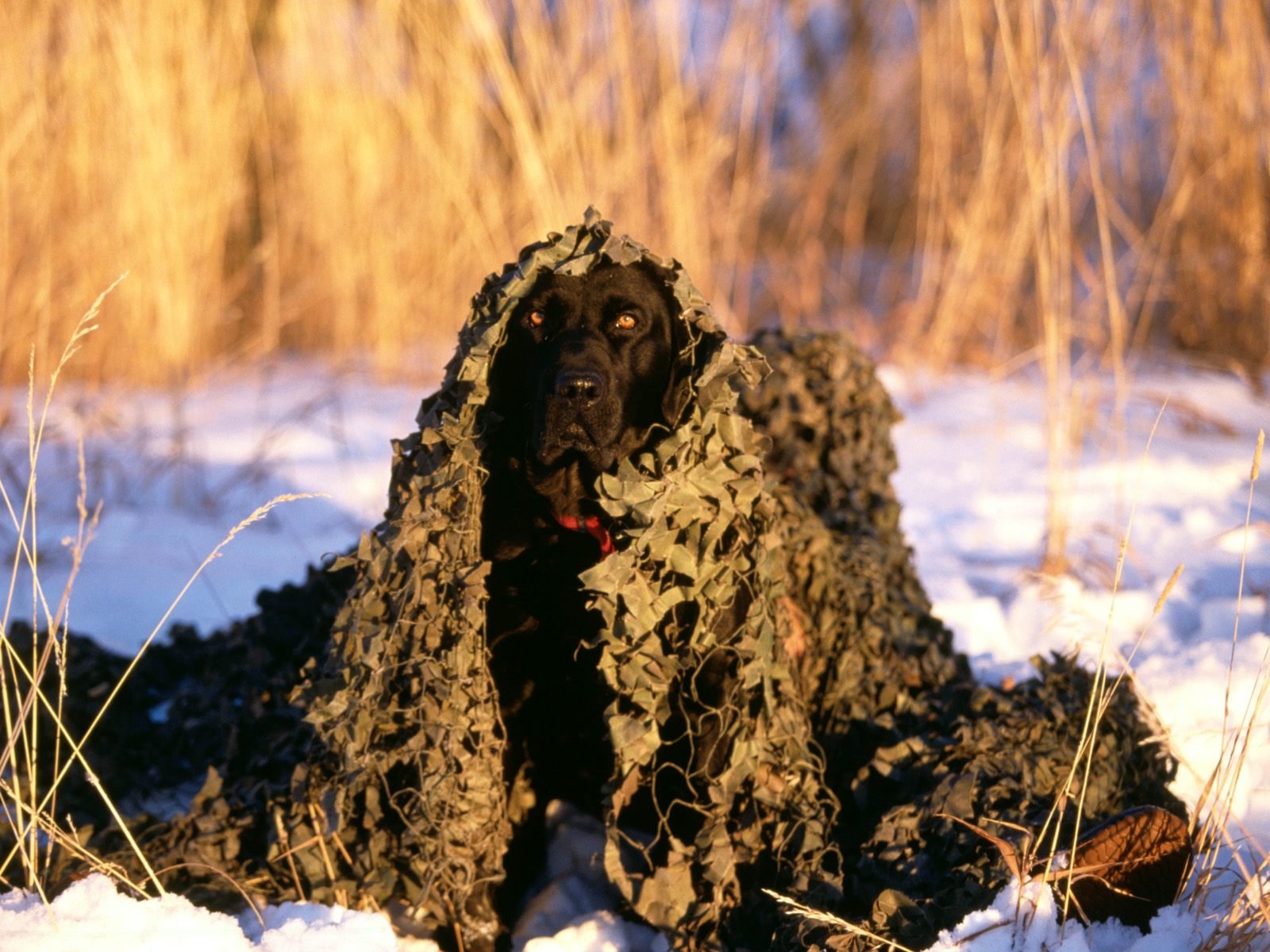 dog, Animal, Cute, Frendly, Dogs, Pet Wallpaper