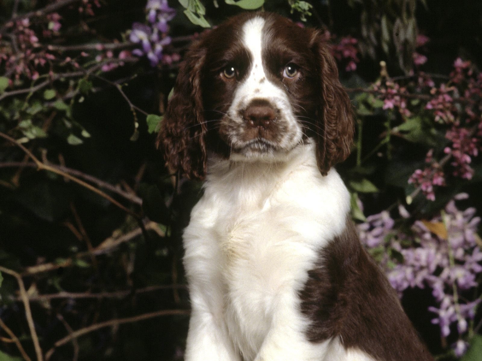 dog, Animal, Cute, Frendly, Dogs, Pet Wallpaper