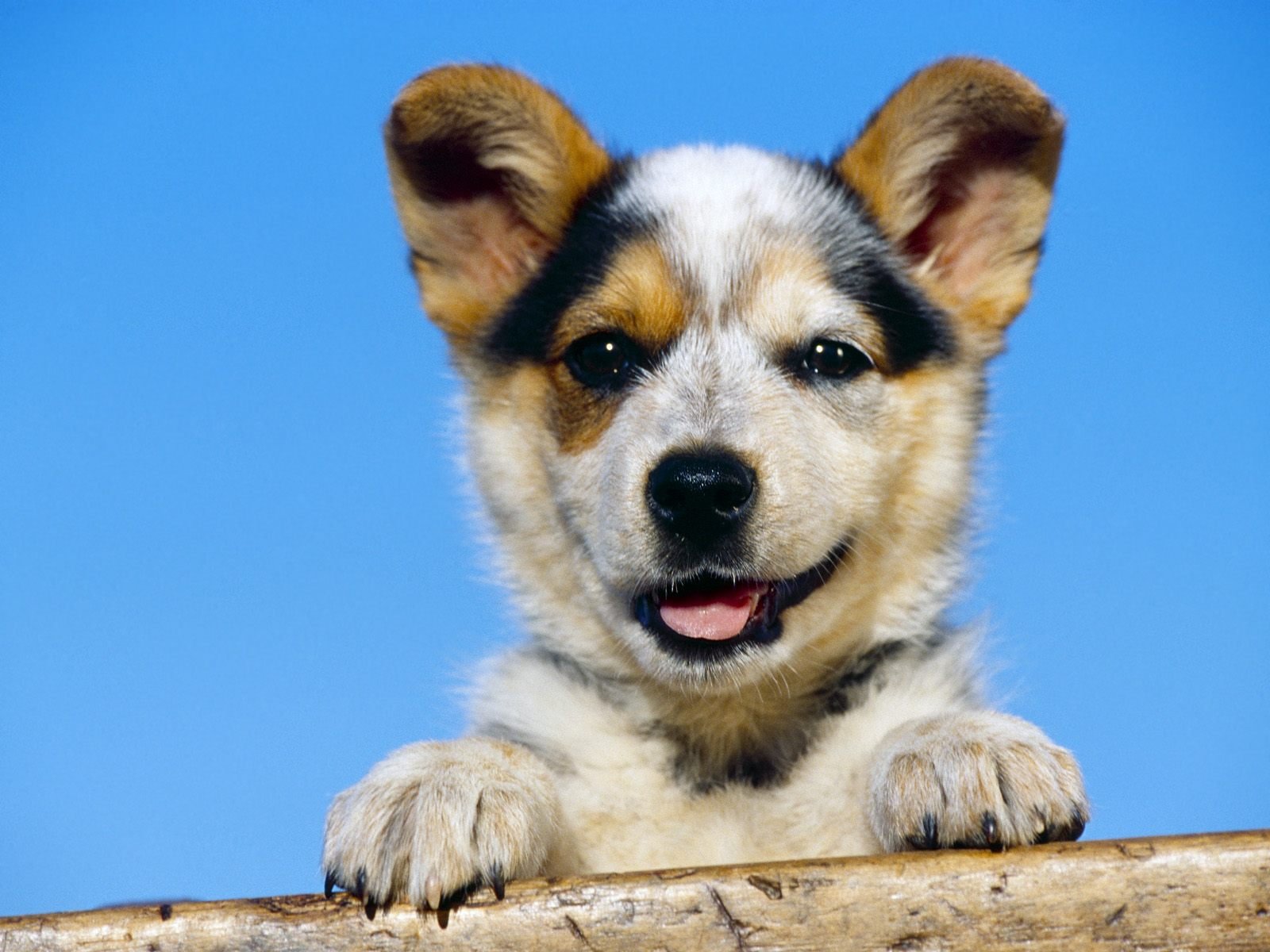 dog, Animal, Cute, Frendly, Dogs, Pet Wallpaper