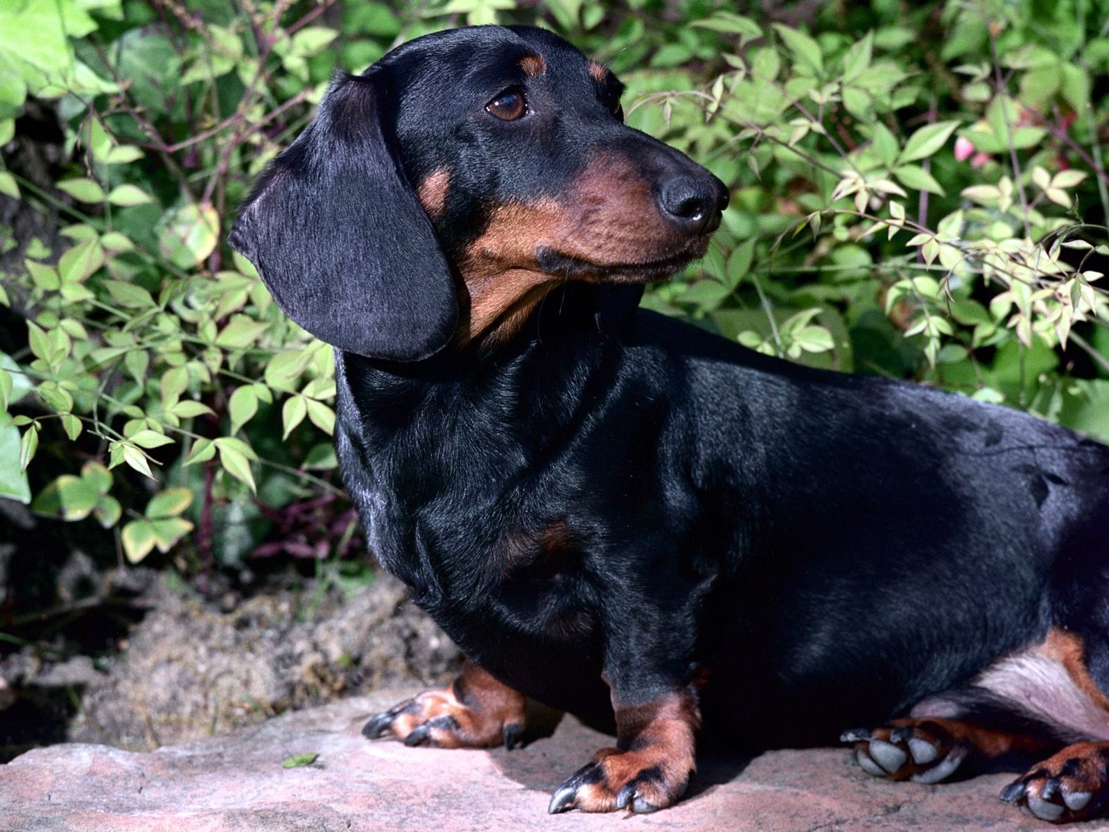 dog, Animal, Cute, Frendly, Dogs, Pet Wallpaper