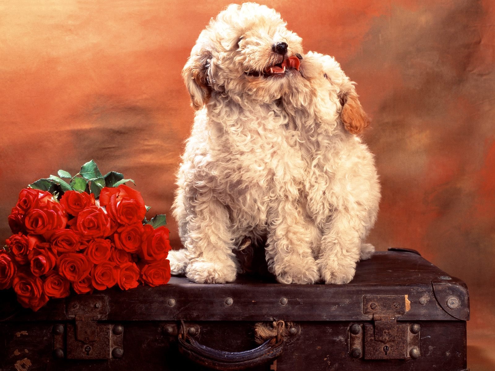dog, Animal, Cute, Frendly, Dogs, Pet Wallpaper