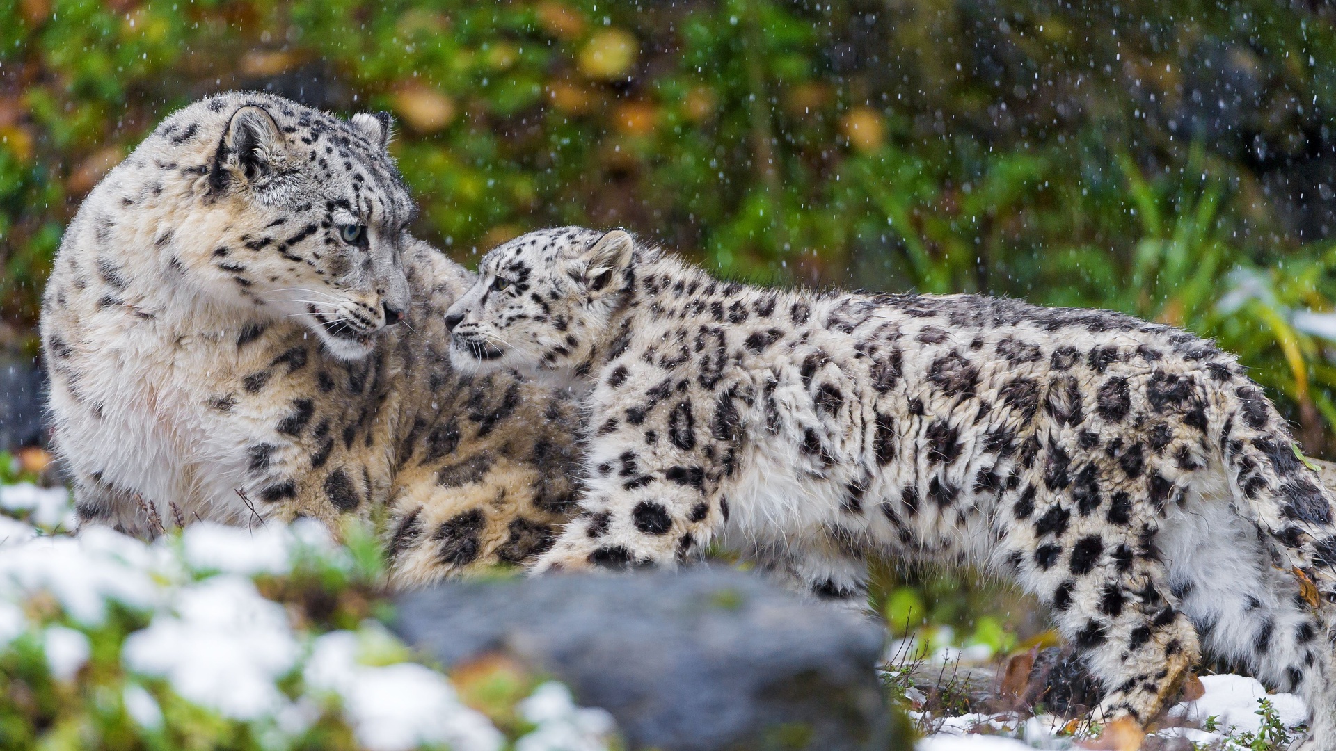 snow, Leopard, Baby, Motherhood, Winter, Snow Wallpaper