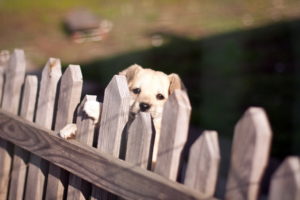 dog, Fence, Look, Babies, Puppy