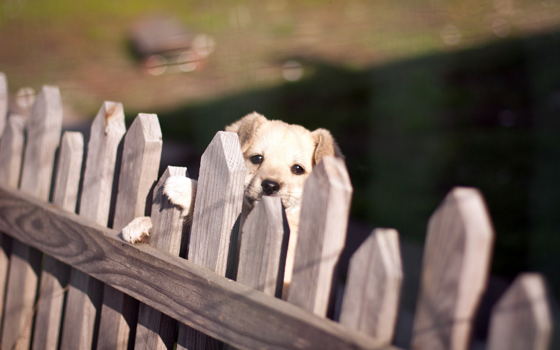 dog, Fence, Look, Babies, Puppy Wallpaper