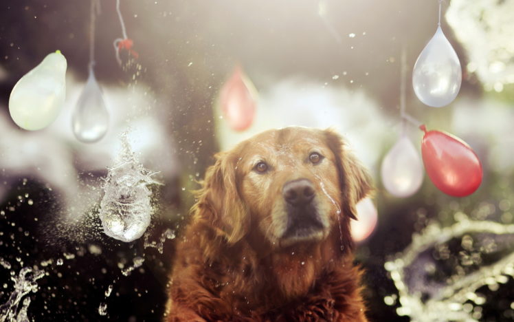 situation, Holiday, Dog, Water, Drops HD Wallpaper Desktop Background
