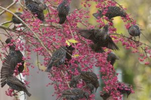starlings, Birds, Tree, Branches, Berries