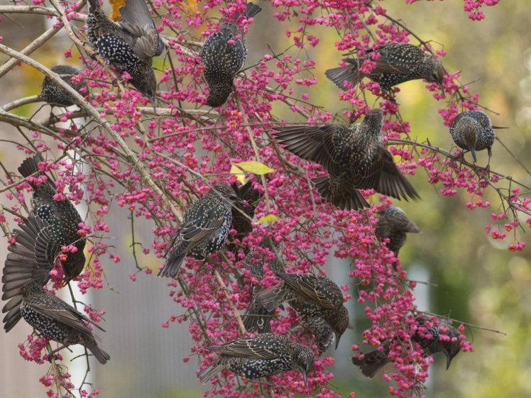 starlings, Birds, Tree, Branches, Berries HD Wallpaper Desktop Background