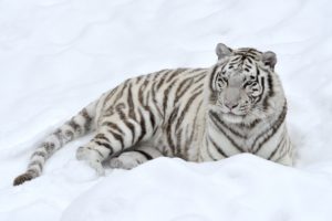 tiger, Snow, Predator, White