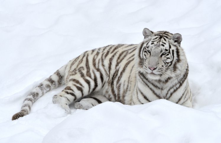 tiger, Snow, Predator, White HD Wallpaper Desktop Background