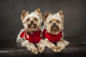 yorkshire, Terrier, Dog, Twins, Couple