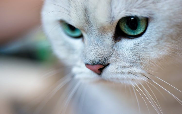 cat, Green, Eyes, Face, Portrait HD Wallpaper Desktop Background