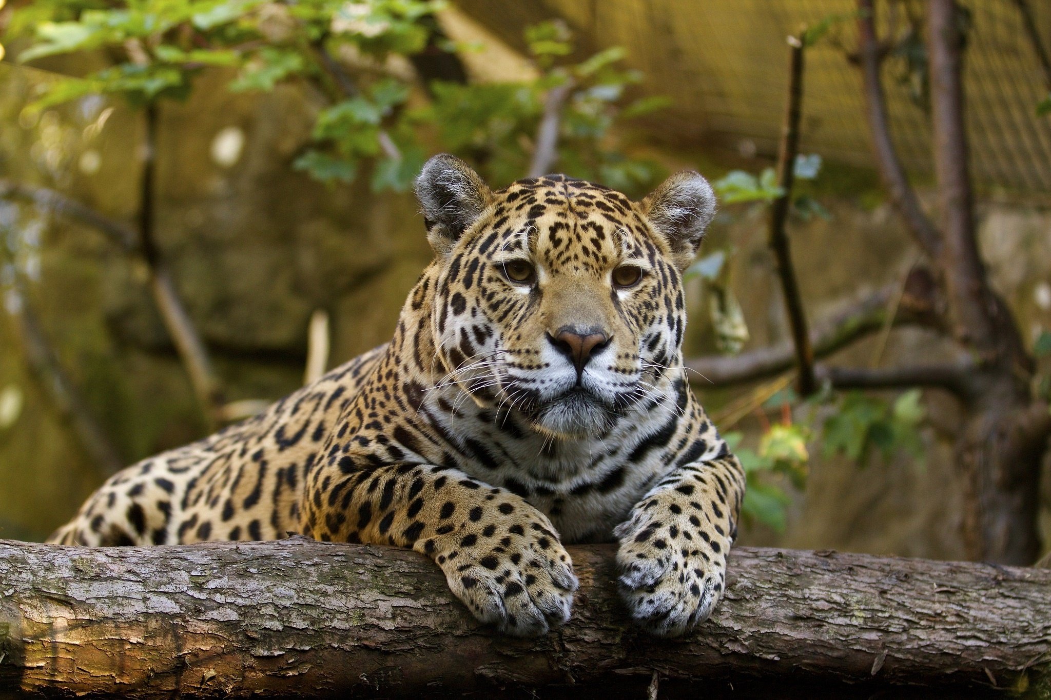 Jaguar Cat : Wallpaper cat, look, claws, Jaguar, log, ©Tambako The