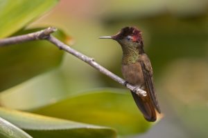 ruby, Hummingbird, Hummingbirds, Bird, Chrysolampis, Mosquitus