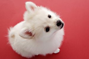 beautiful, Dog, Cute, Red, White
