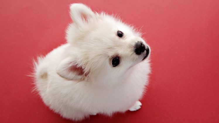beautiful, Dog, Cute, Red, White HD Wallpaper Desktop Background