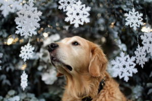 dog, Tree, Holiday, Christmas, Snow
