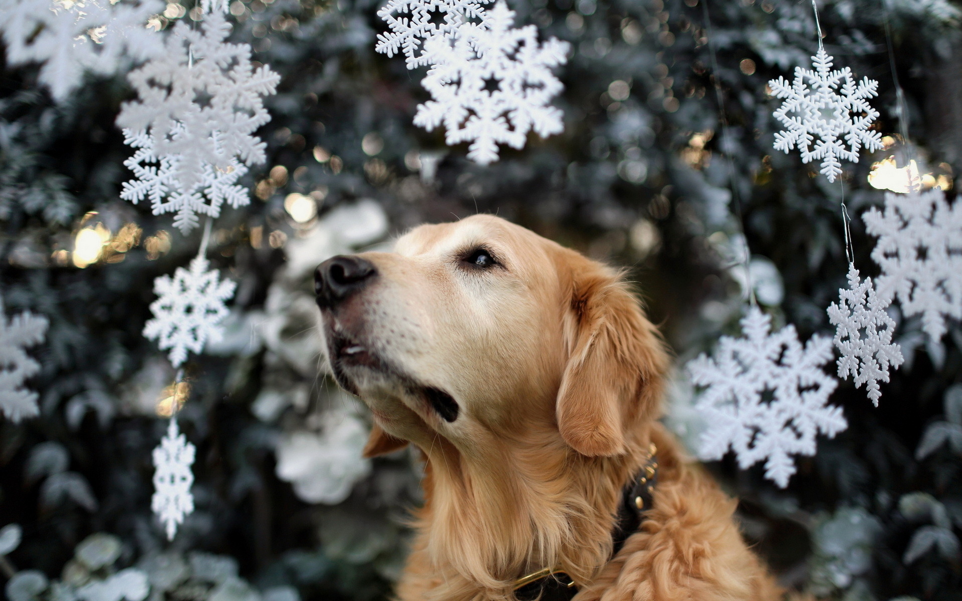 dog, Tree, Holiday, Christmas, Snow Wallpaper