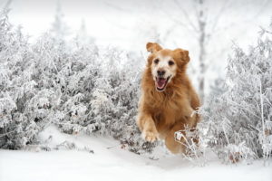 dog, Winter, Snow