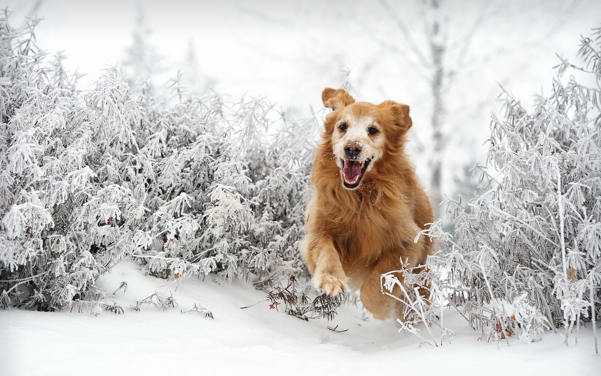 dog, Winter, Snow Wallpaper