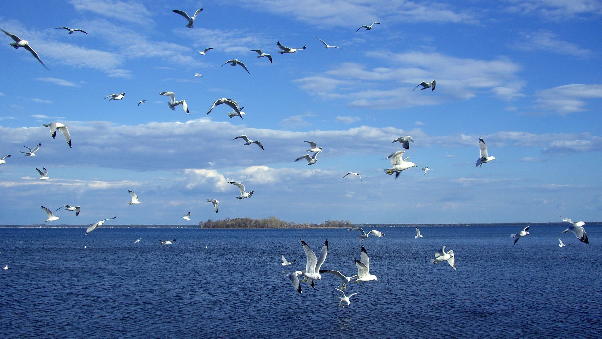 birds Wallpaper