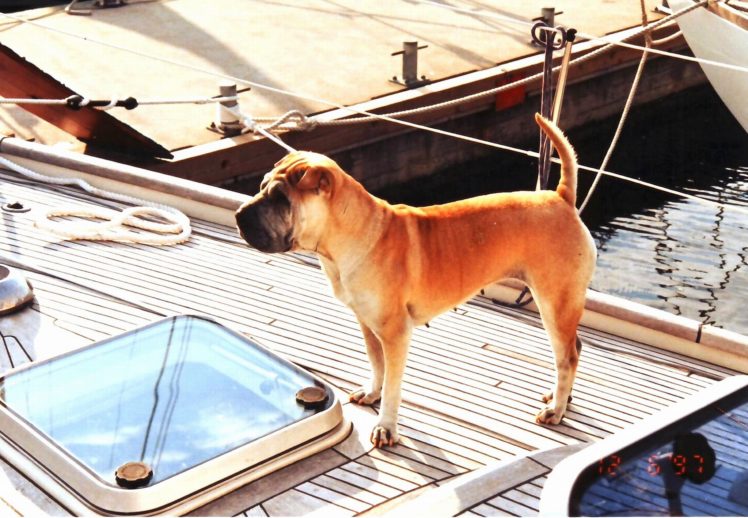 dog, Sharpei, Animal, Cute, Sailingboat HD Wallpaper Desktop Background