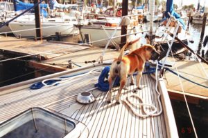 dog, Sharpei, Animal, Cute, Sailingboat