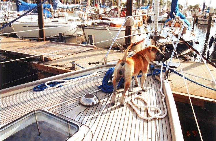 dog, Sharpei, Animal, Cute, Sailingboat HD Wallpaper Desktop Background