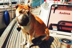 dog, Sharpei, Animal, Cute, Sailingboat