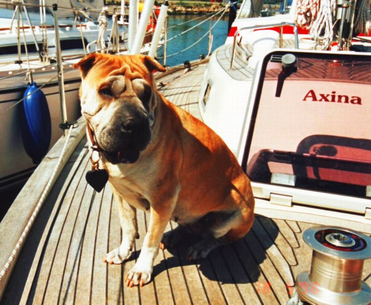 dog, Sharpei, Animal, Cute, Sailingboat HD Wallpaper Desktop Background
