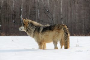 animal, Wolf, Snow, Wild