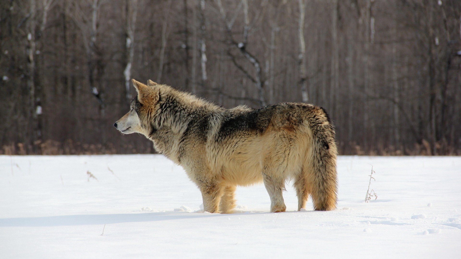 animal, Wolf, Snow, Wild Wallpaper